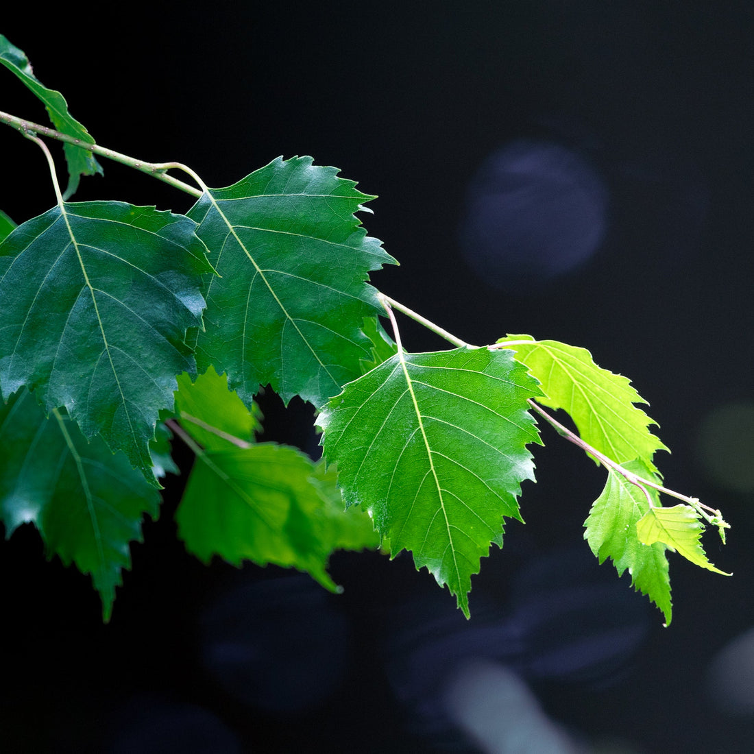 Betula Alba Leaf Extract
