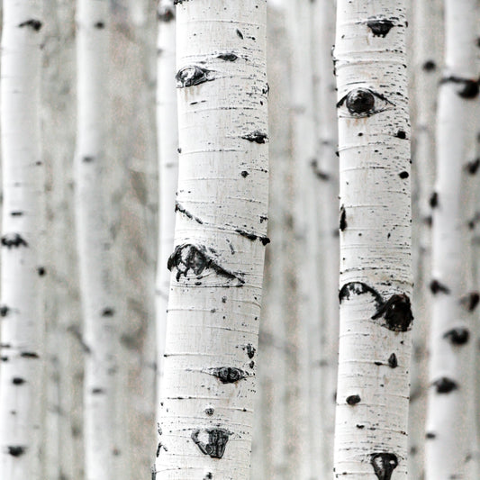 Betula Alba Juice