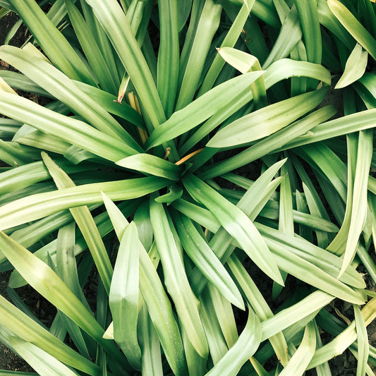 Cymbopogon Flexuosus (Lemongrass) Oil