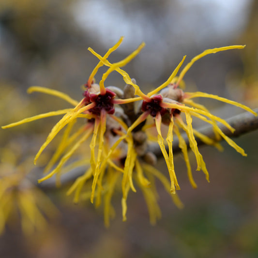 Hamamelis Viriginia (Witch Hazel) Water