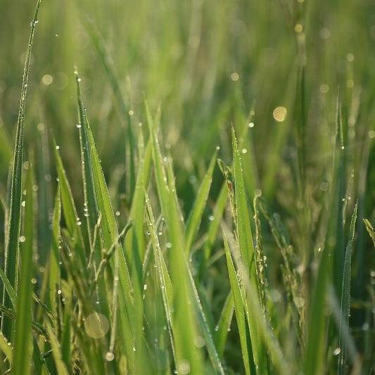 Cymbopogon martini (Palmarosa) Essential Oil