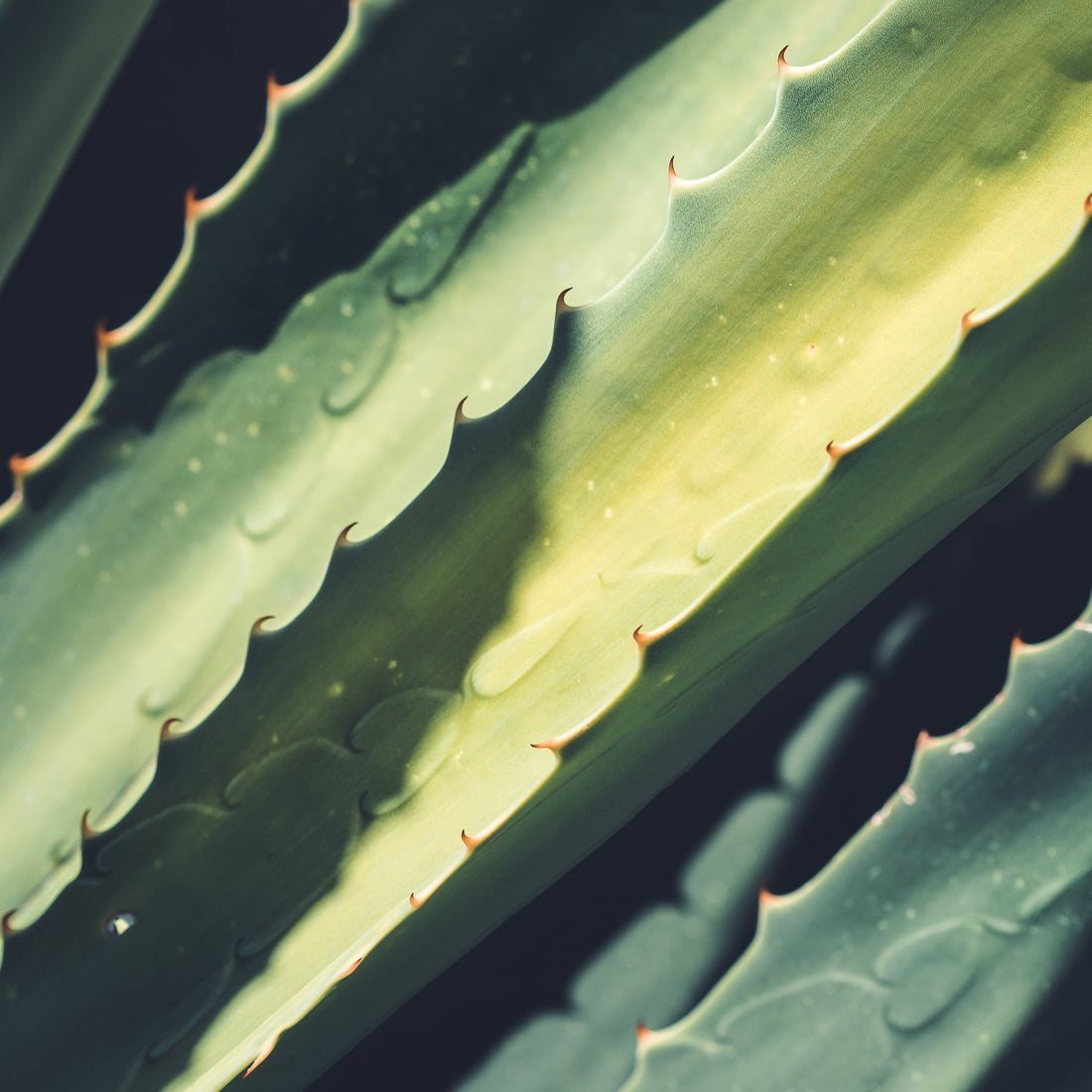 Aloe Barbadensis (Aloe Vera) Leaf Juice