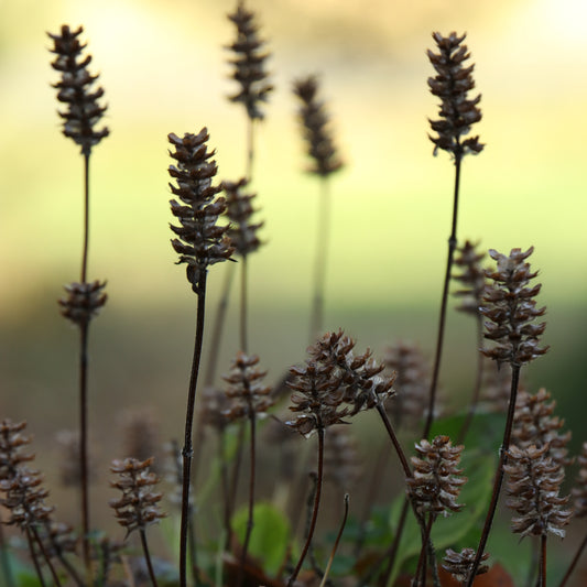 Anemarrhena Asphodeloides Root Extract