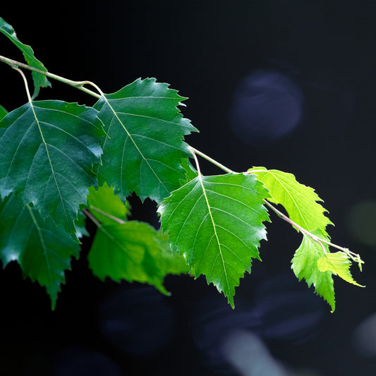 Betula Alba Leaf Extract