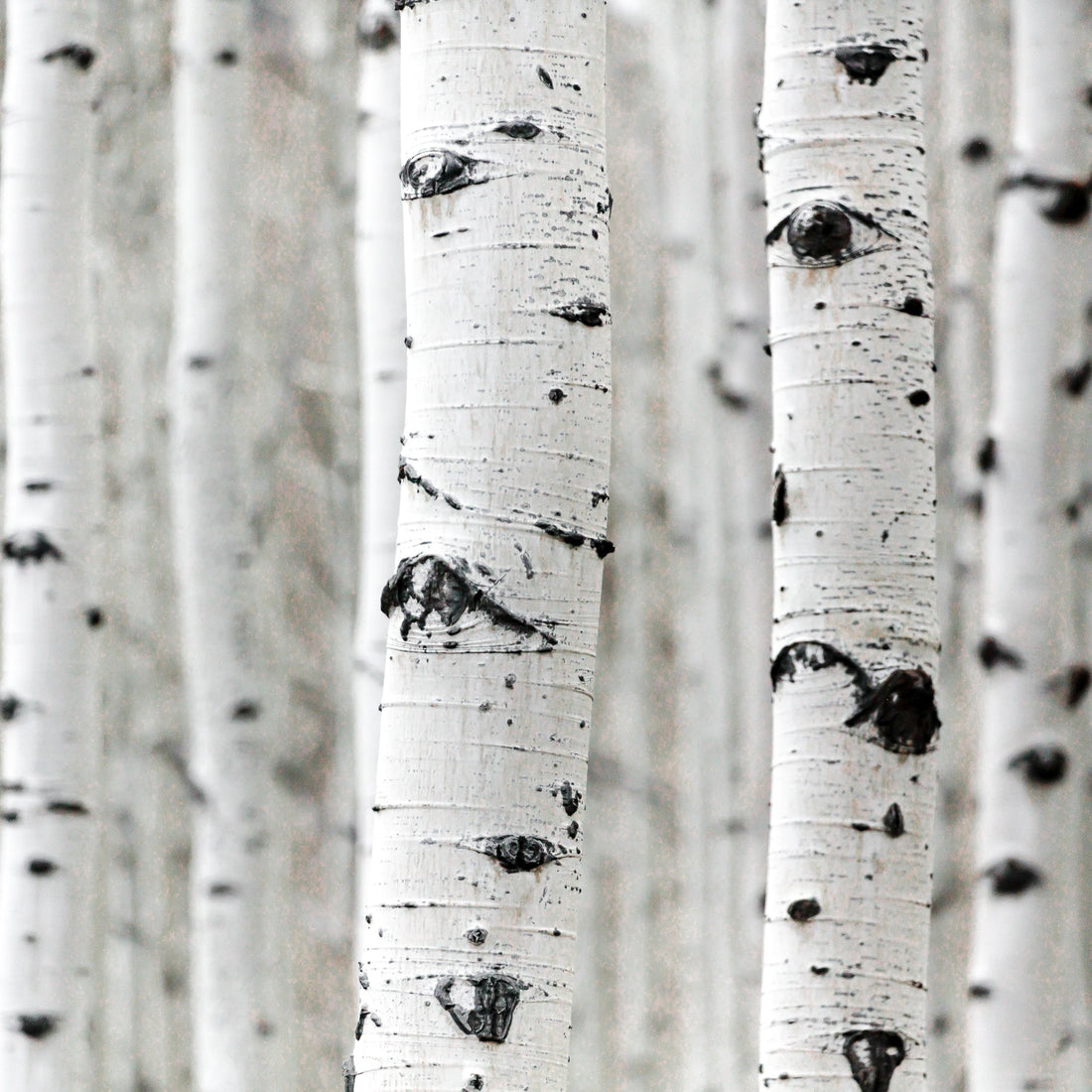 Betula Alba Juice