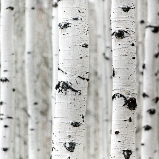 Betula Alba Juice