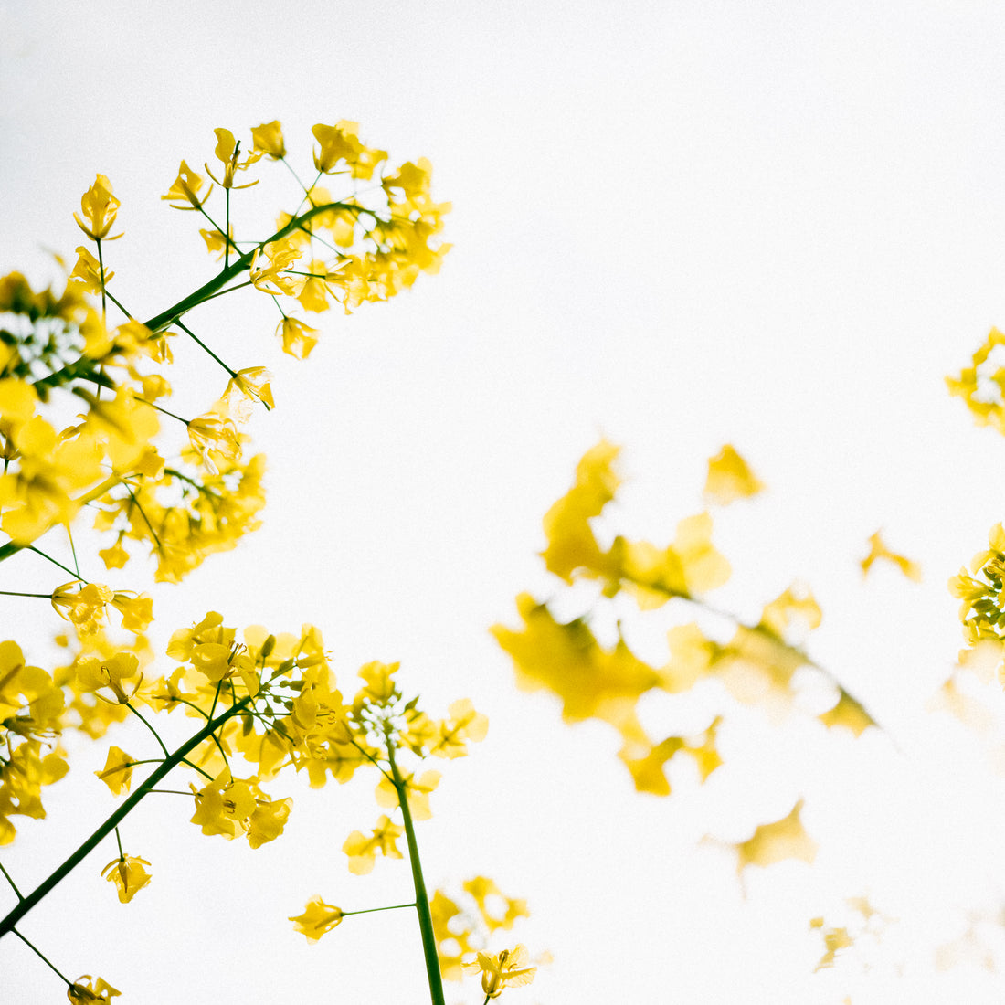 Brassica Napus Seed Oil