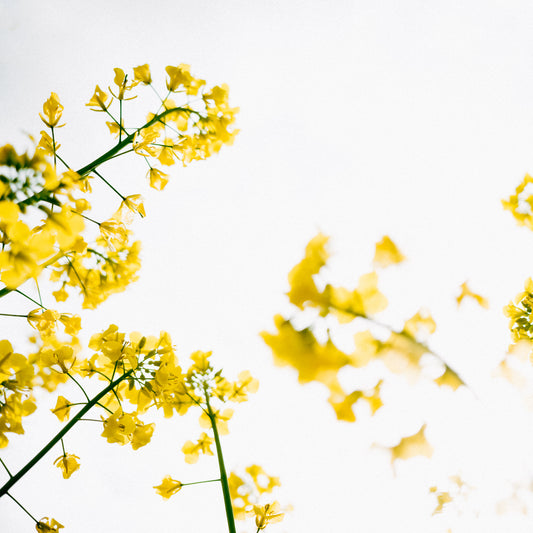 Brassica Napus Seed Oil