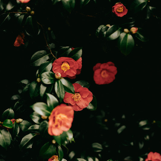 Camellia Oleifera (Camellia) Seed Oil