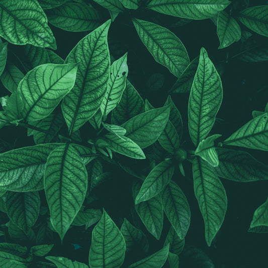 Chlorophyllin-Copper Complex