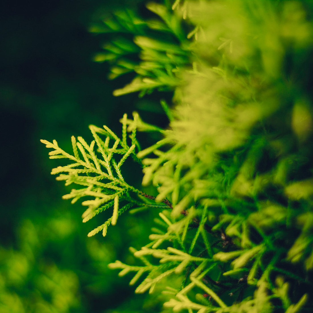 Cupressus Sempervirens (Cypress) Oil