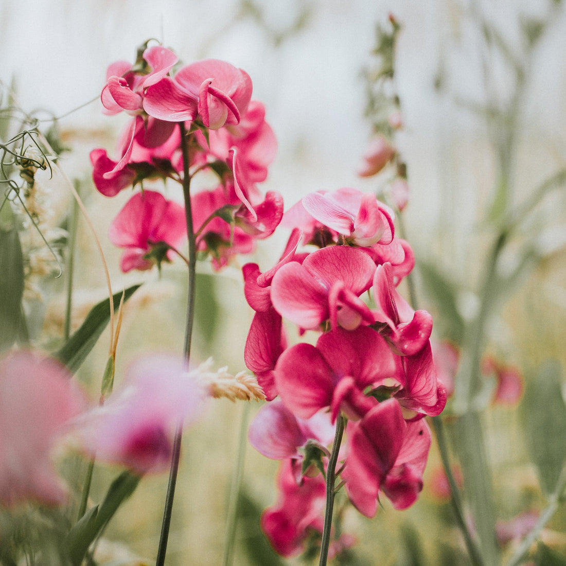Pelargonium Graveolens (Geranium) Oil
