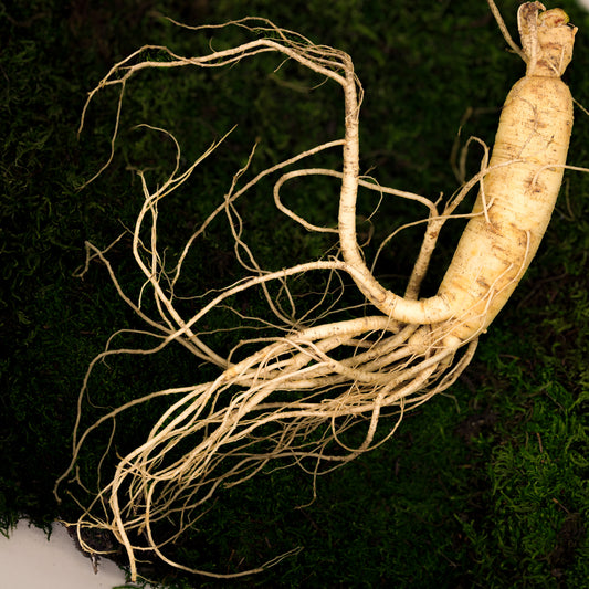 Ginseng (Panax Ginseng) Extract