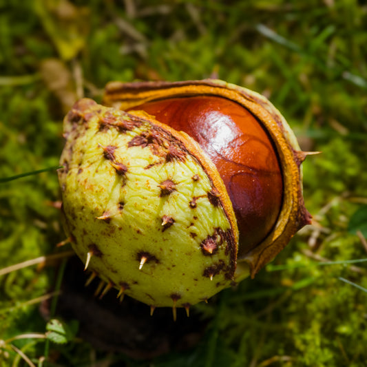 Aesculus Hippocastanum (Horse Chestnut) Extract