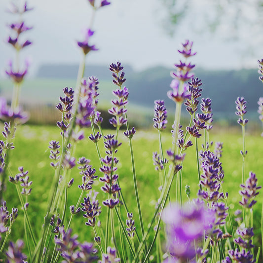 Lavandula Angustifolia (Lavender) Flower Water