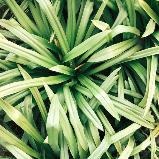 Cymbopogon Flexuosus (Lemongrass) Oil
