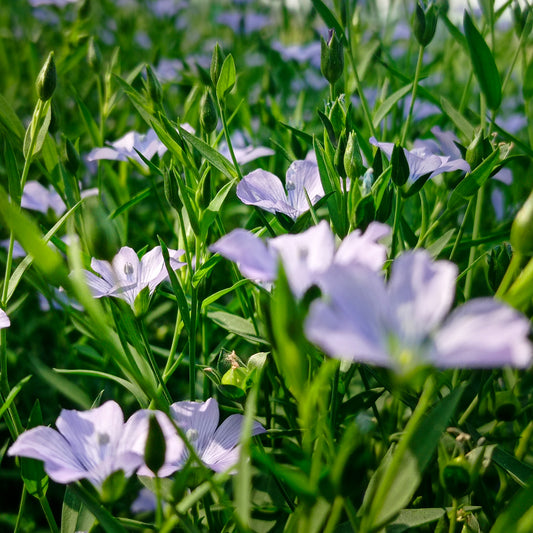 Linum Usitatissimum (Linseed) Seed Flour