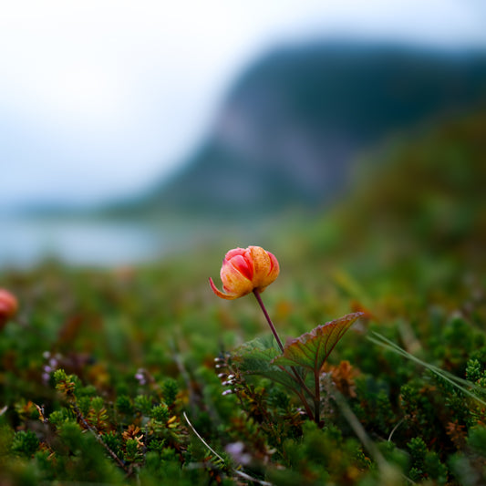 Rubus Chamaemorus Fruit extract
