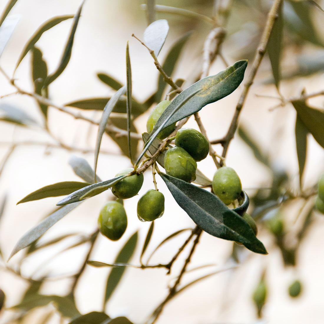 Olive (Olea Europaea) Leaf Extract