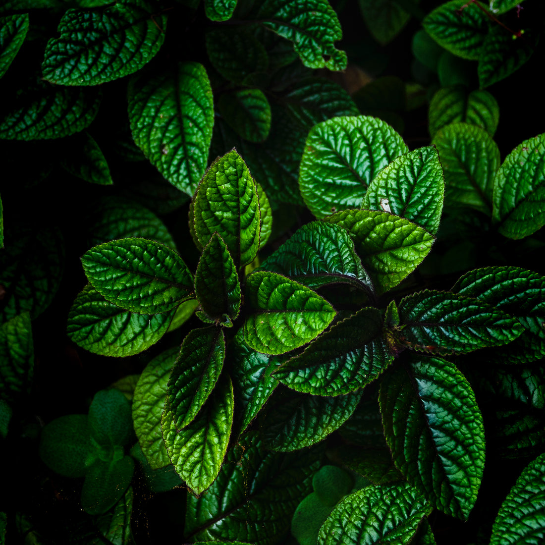 Mentha Piperita (Peppermint) Leaf Oil