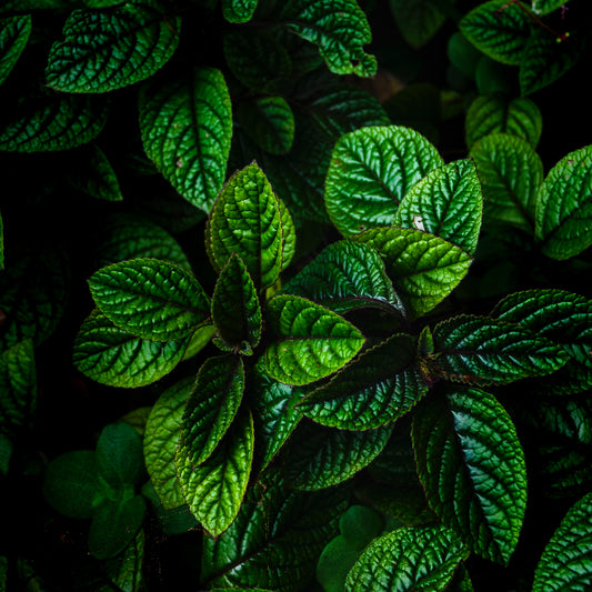 Mentha Piperita (Peppermint) Leaf Oil
