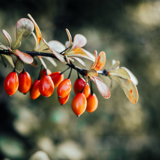 Rosa Canina (Rosehip) Seed Oil