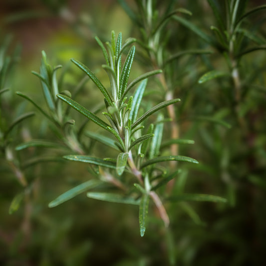 Rosmarinus Officinalis (Rosemary) Leaf Oil