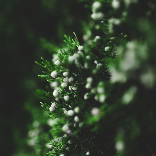 Salicylic acid