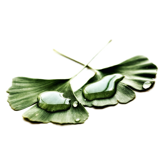 Ginkgo Biloba Powder
